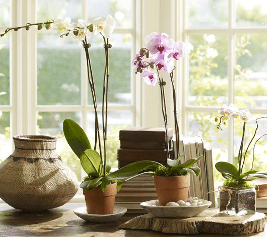 How to Care for Phalaenopsis Orchids - Happy Happy Nester