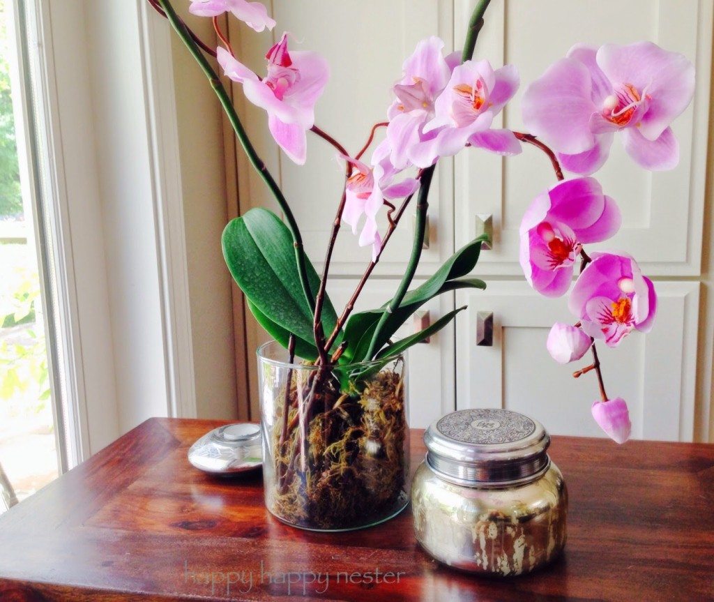 How to Care for Phalaenopsis Orchids - Happy Happy Nester