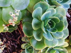 succulents3