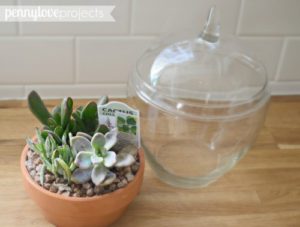 gift ideas DIY-Succulent-Terrarium1-661x500