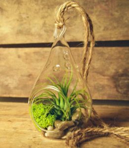 mother's day air plant