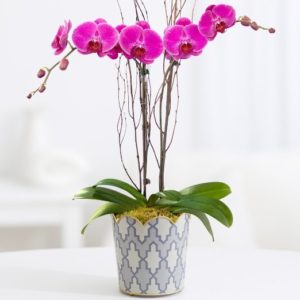 mother's day orchid