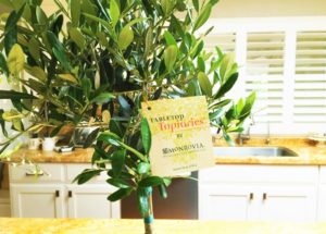 monrovia plants tag