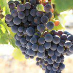 Beyond Napa: Wente Vineyards