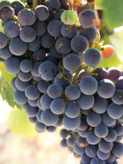 Beyond Napa: Wente Vineyards