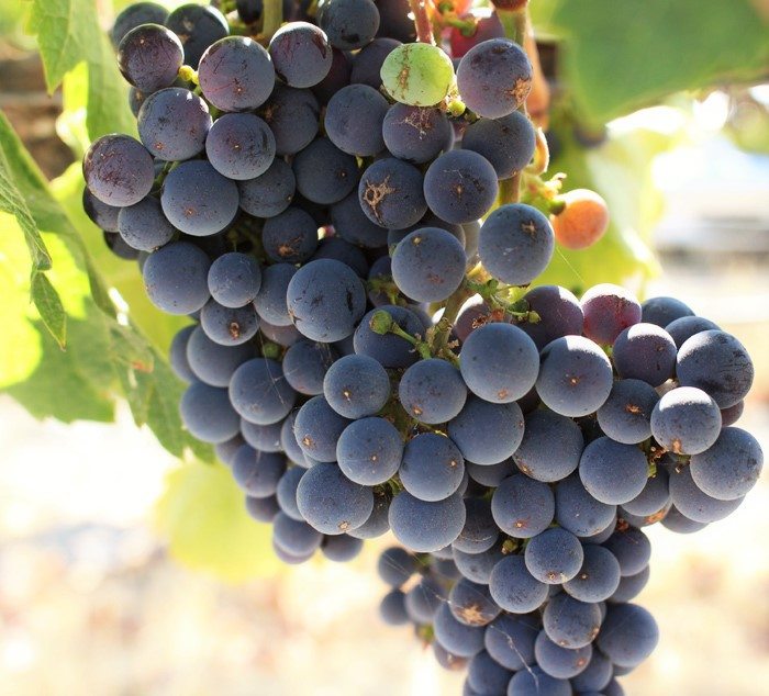 wente vineyards grape close up