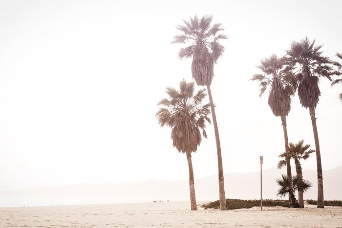 Beach Palms summer whites