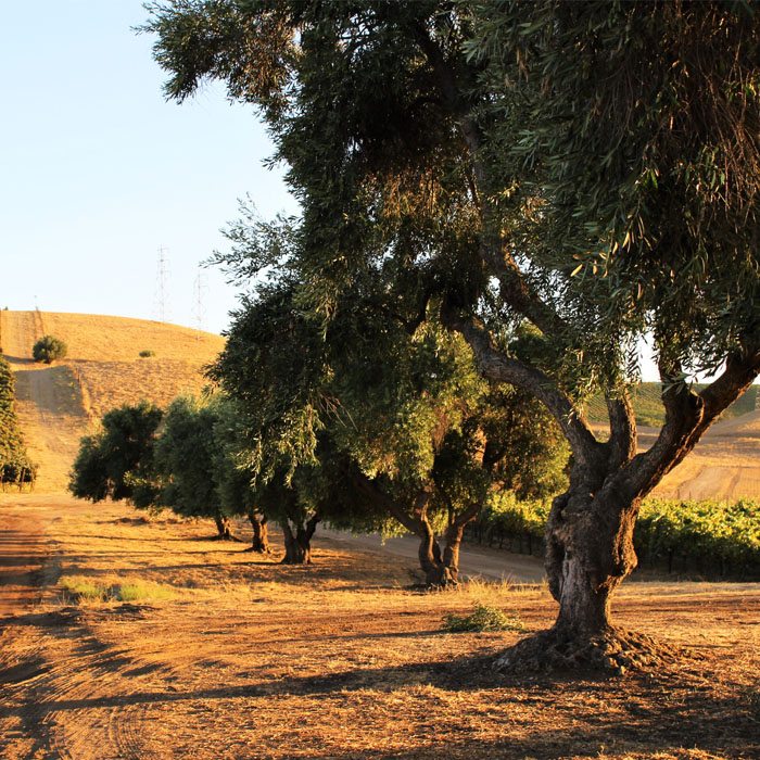 wente-tour-olive-trees-sm-ver