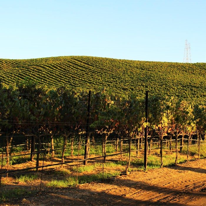 wente-tour-vineyards-sm-ver