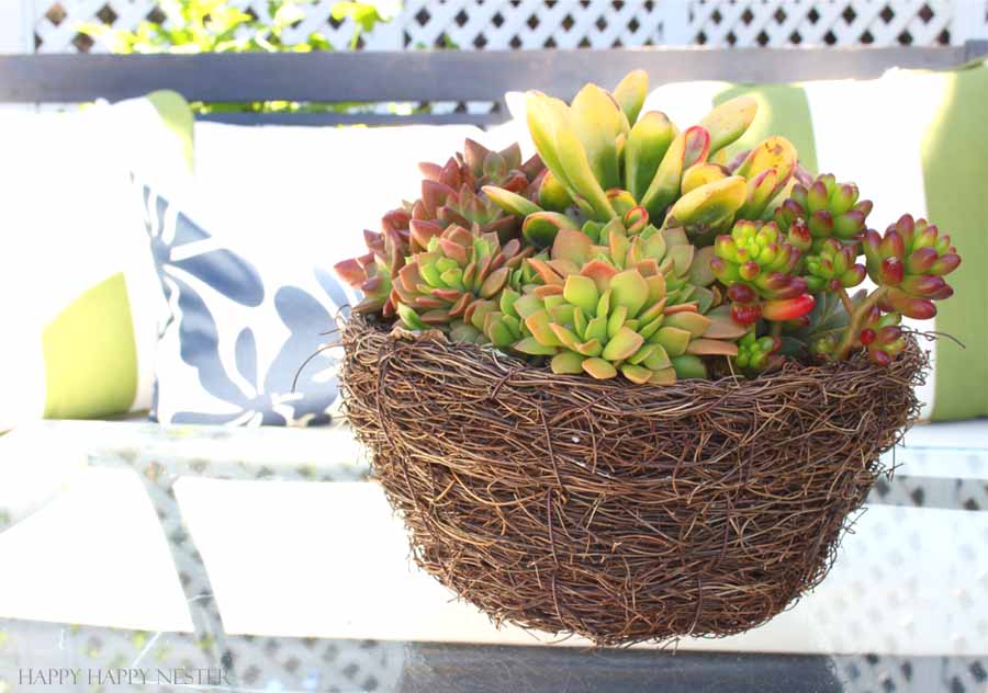 succulents for the outdoors