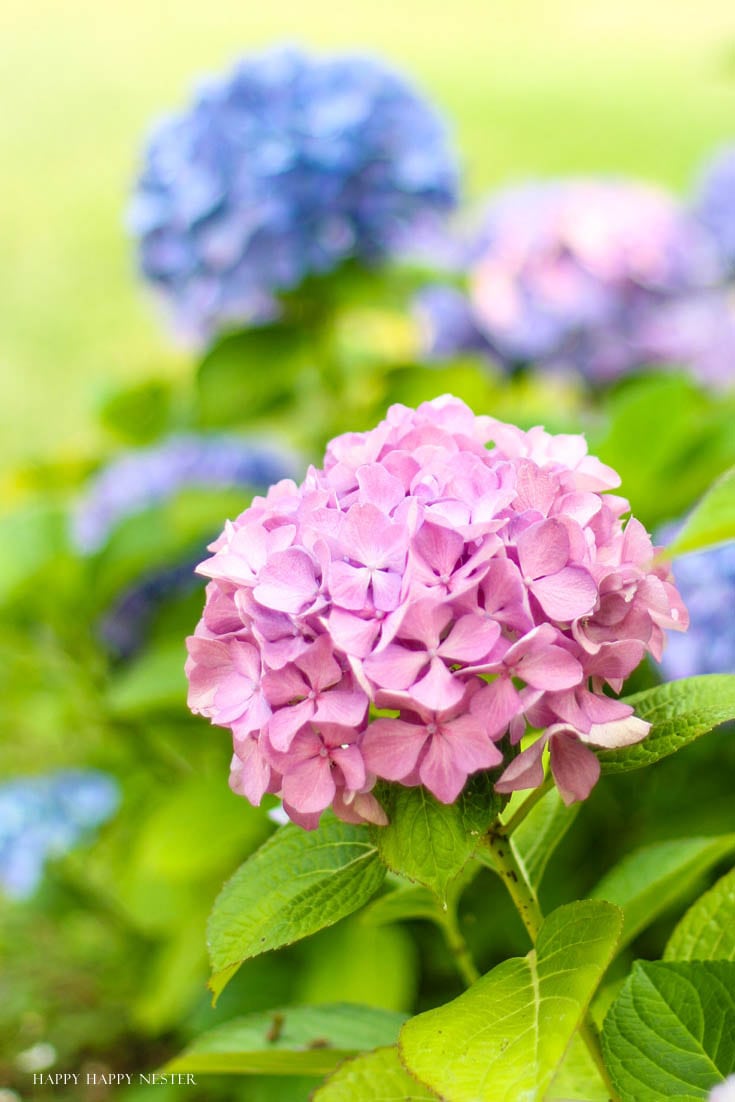 pink hydrangeas in garden