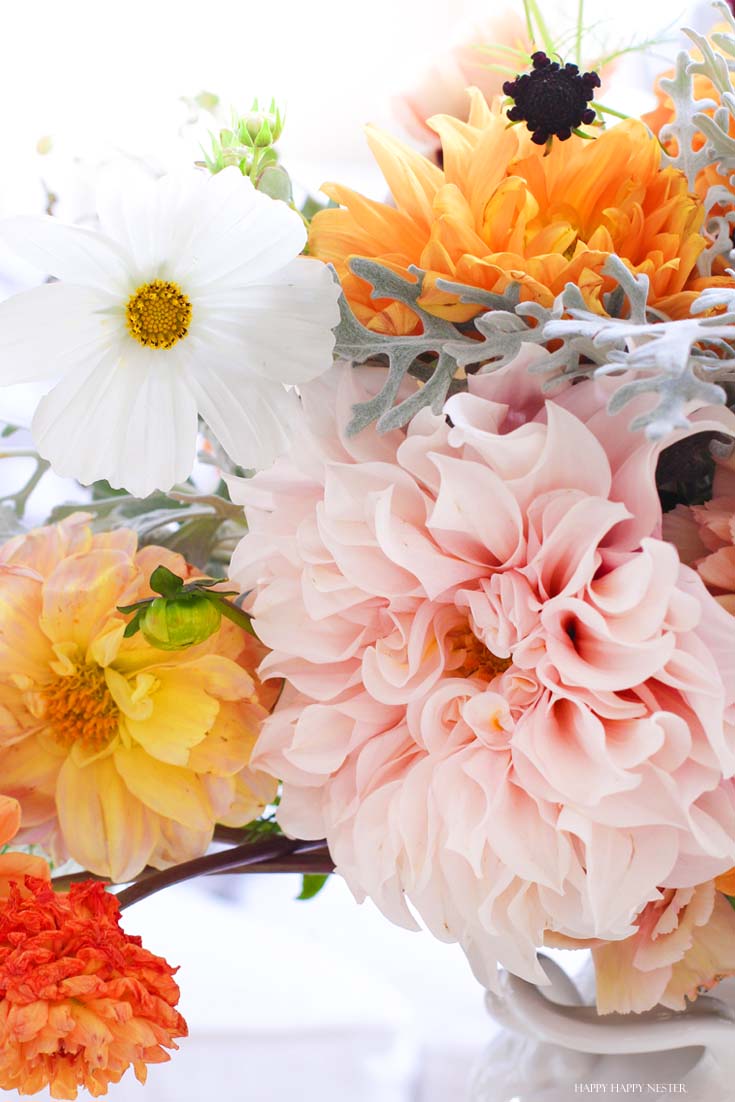 close up of dahlia flowers and coscmos