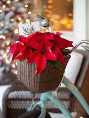 bike with flowers for christmas home night tour
