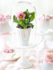 A pretty flower plant is perfect addition to a cake stand