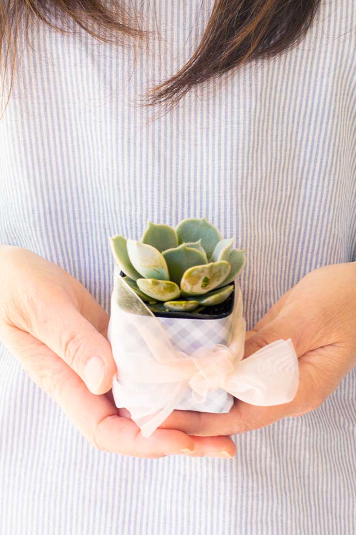 This adorable DIY Succulent Wedding Favors project is so adorable and easy peasy. They make great wedding or a hostess gift this is the perfect project for you. #wedding #weddingfavors #crafts #papercrafts #scrapbooking #weddingreceptions #succulents 