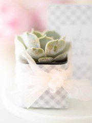 succulent gifts diy