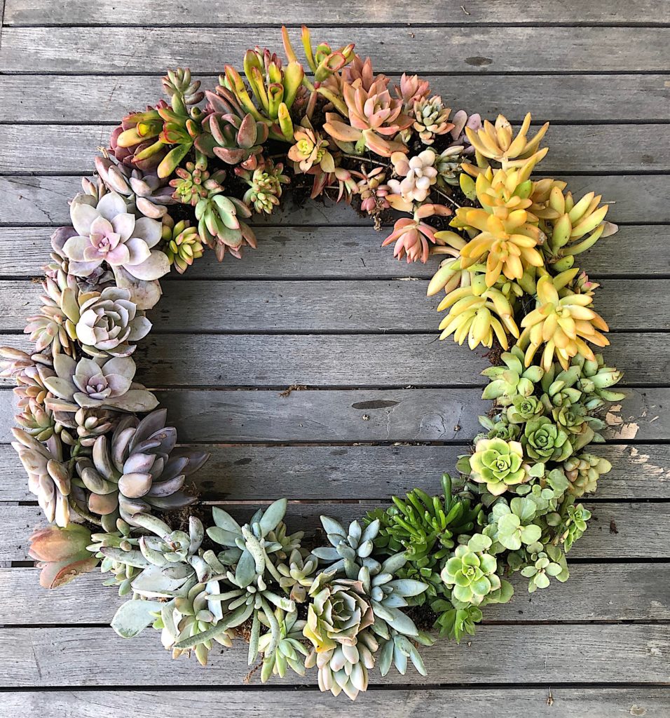 Learn how to make this elegant and gorgeous succulent project.