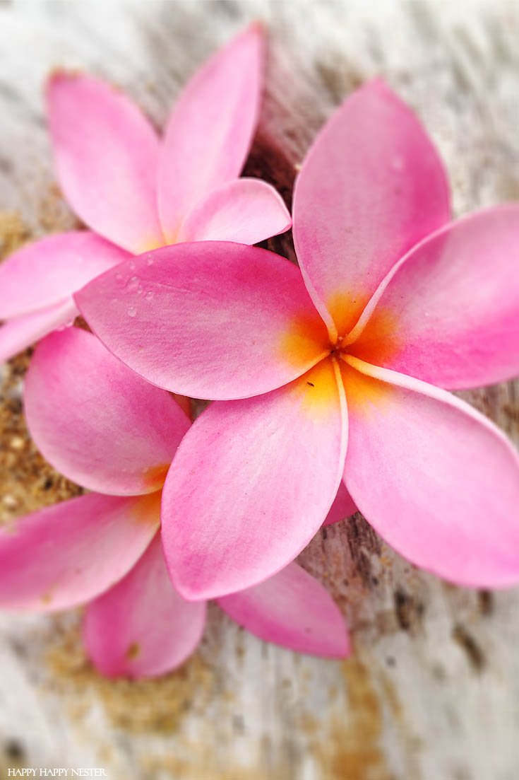 Plumeria flowers are everywhere in Kauai Hawaii. Check out this informative post about our travels to this beautiful island. #vacations #travels #hawaii