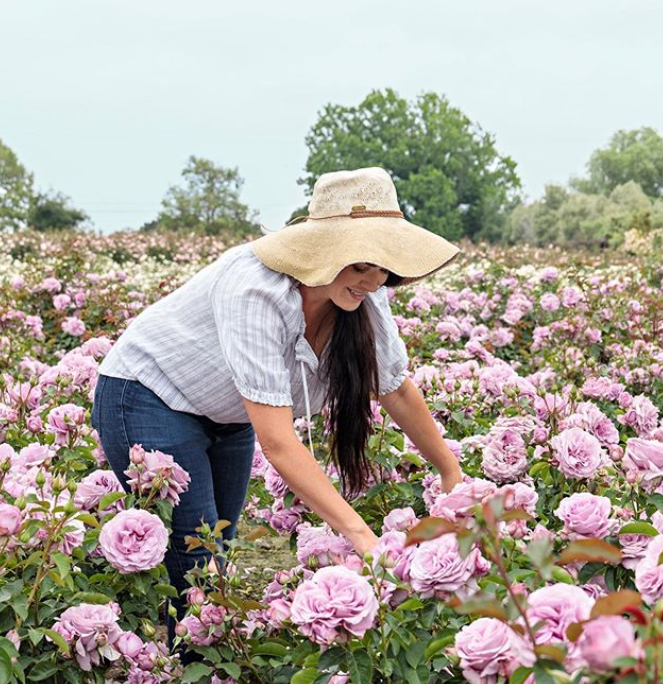 David Austin cut roses delivered to your home