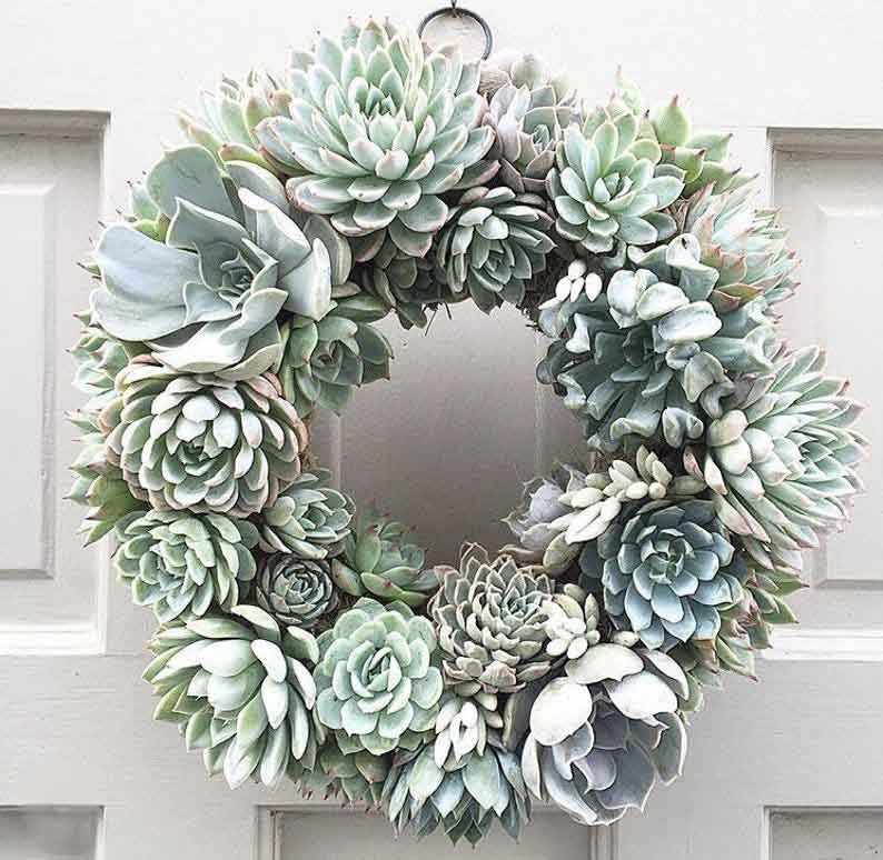 succulent decor