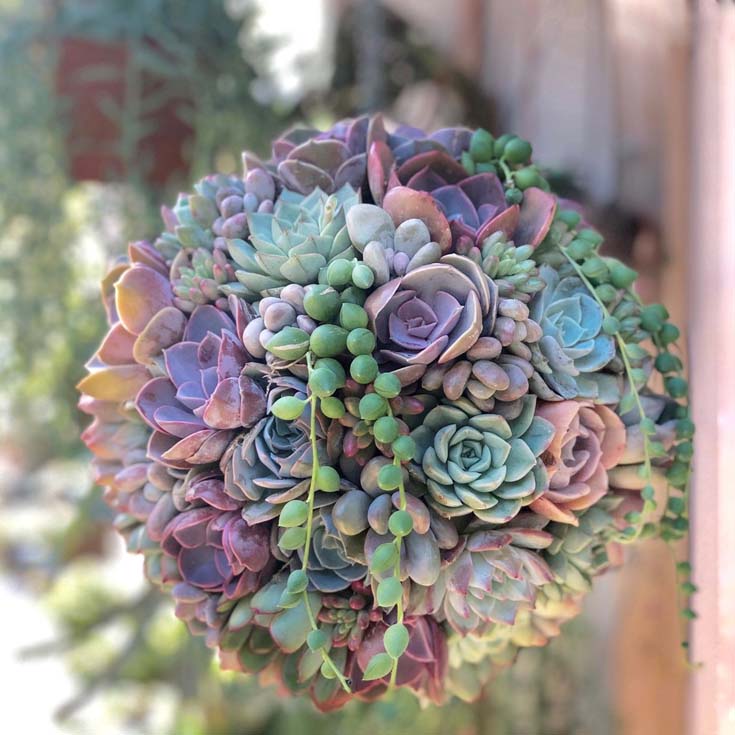 great shop for succulent decor