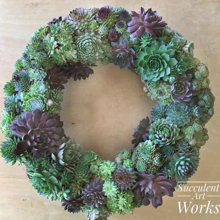 shop for succulent decor