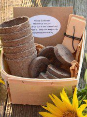 sunflower seed starter kits