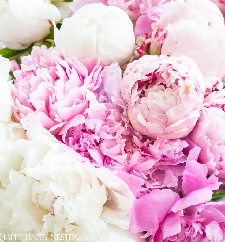 peony flower arrangement