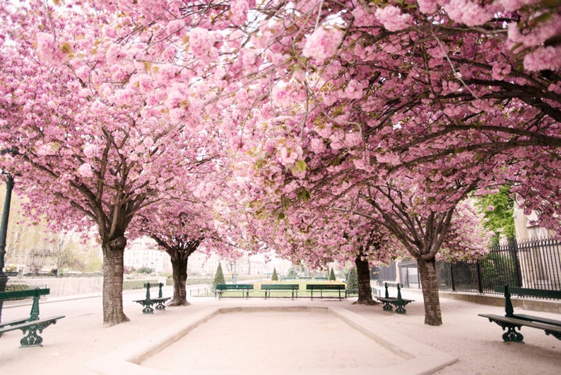 spring photos of Paris France
