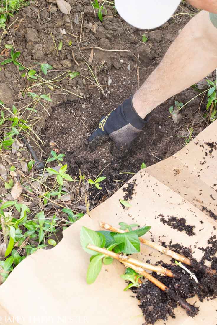 how to start a hydrangea plant from a flower blossom