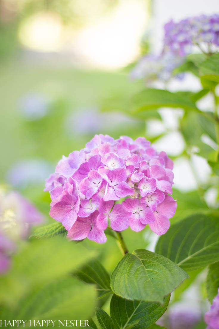 How to start a hydrangea plant from a flower stem