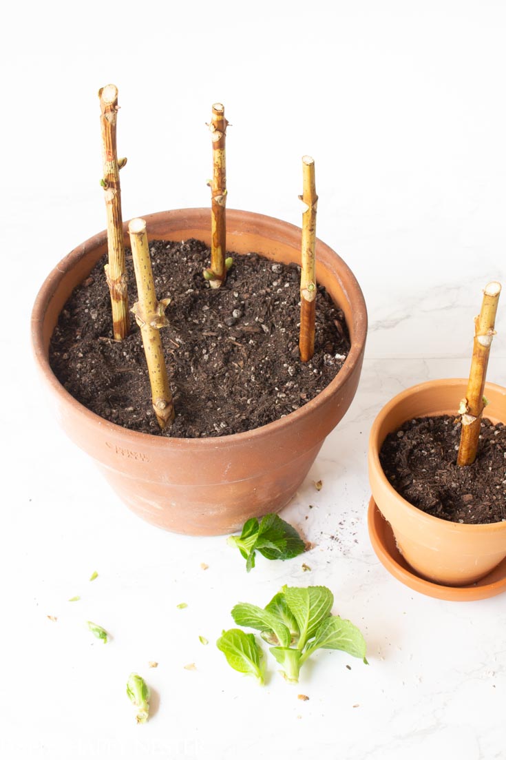 propagating plants