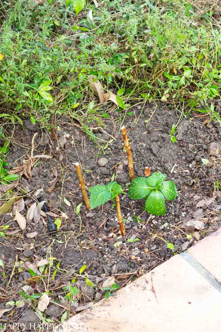 how to start a hydrangea plant