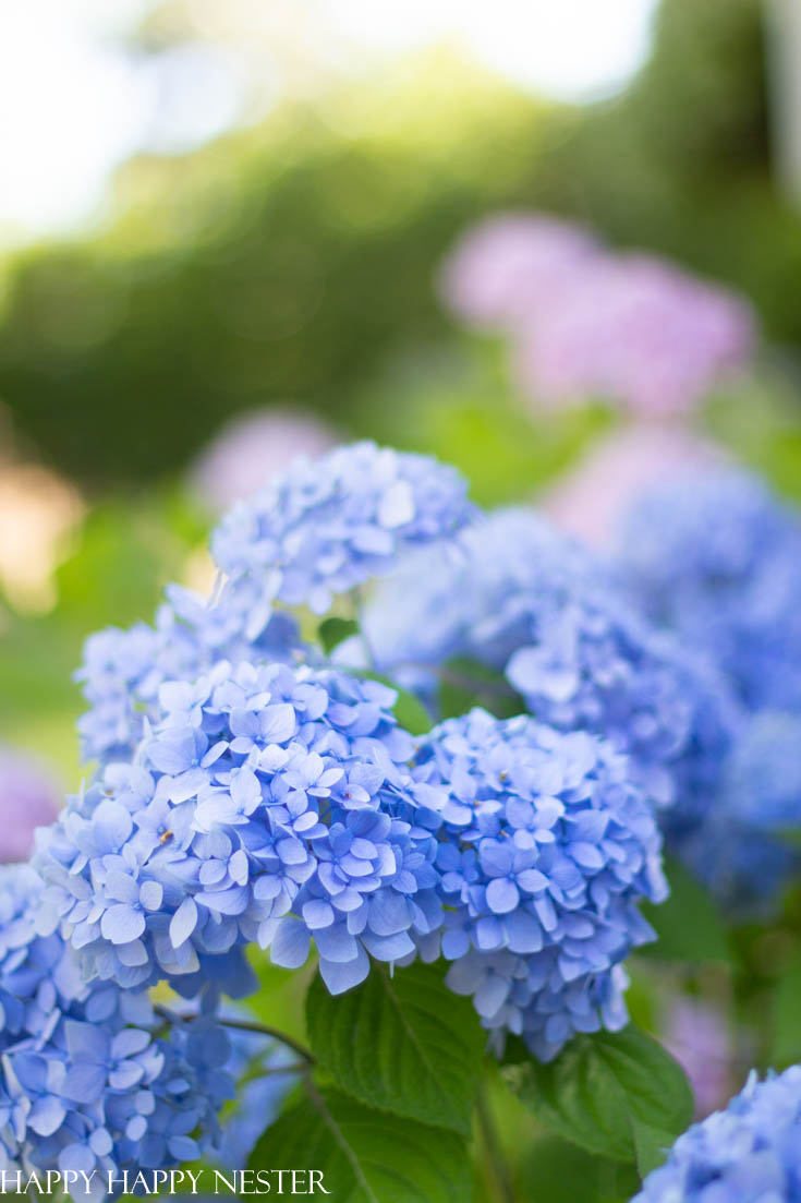 Image of Worker watering hydrangea bushes