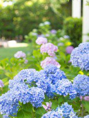 How to Start a Hydrangea Plant
