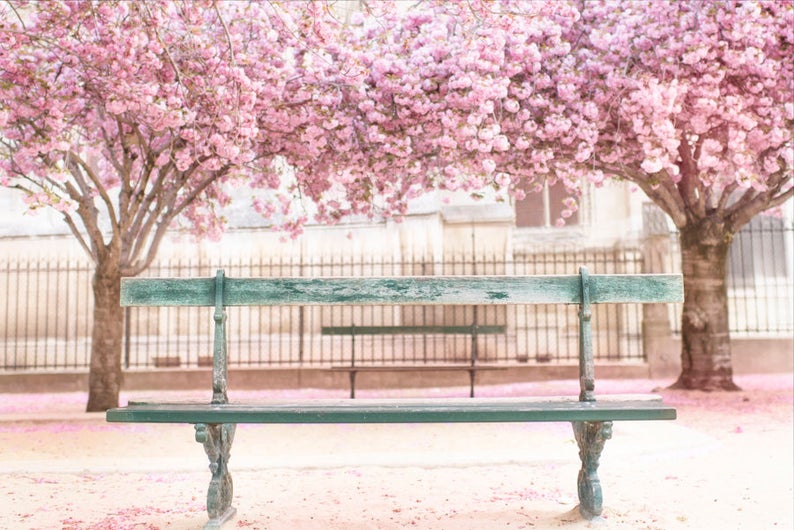 Gorgeous cherry blossoms in Paris