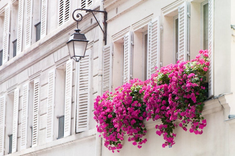 window boxes photos of Paris France