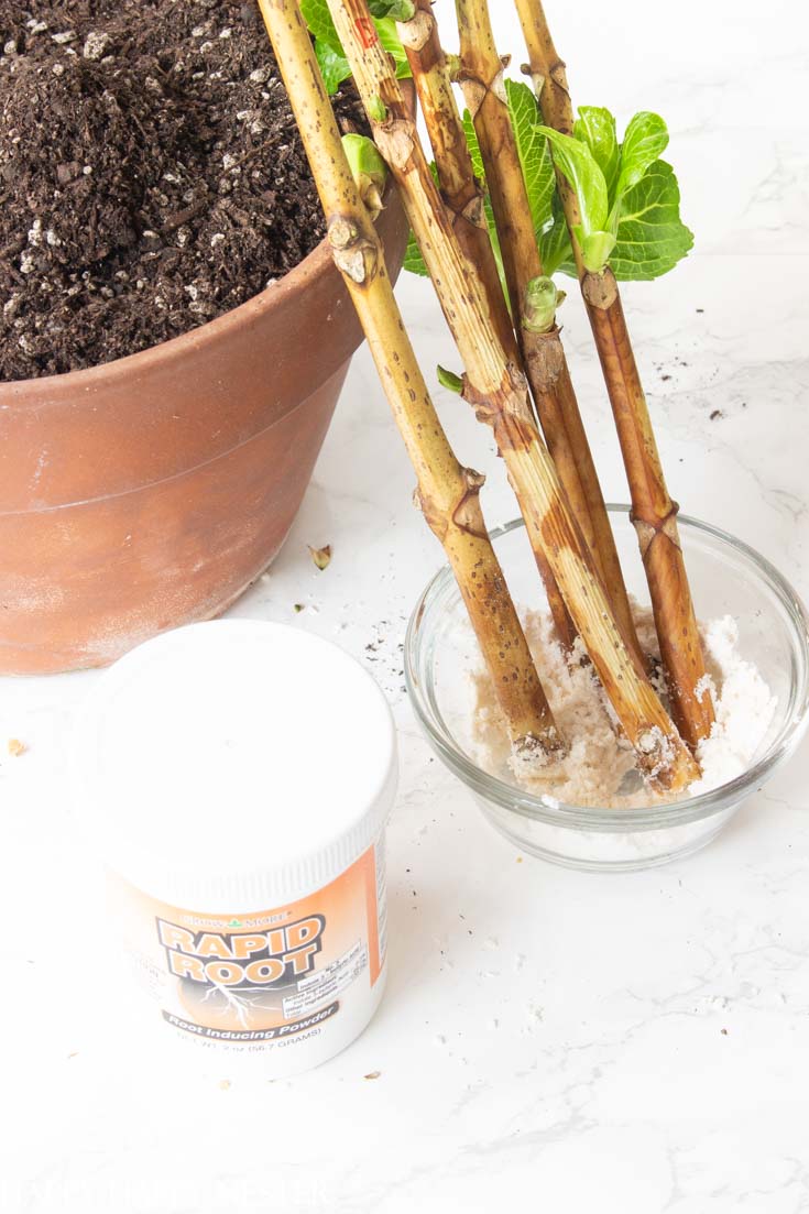 propagating hydrangea stems