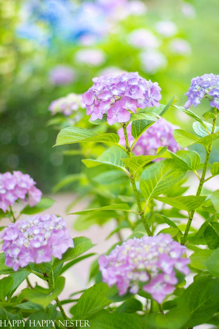how to start a hydrangea plant