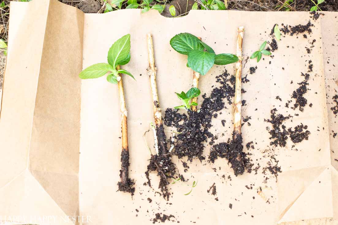 How to start a hydrangea plant from a flower stem