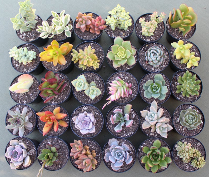 where to buy succulents online