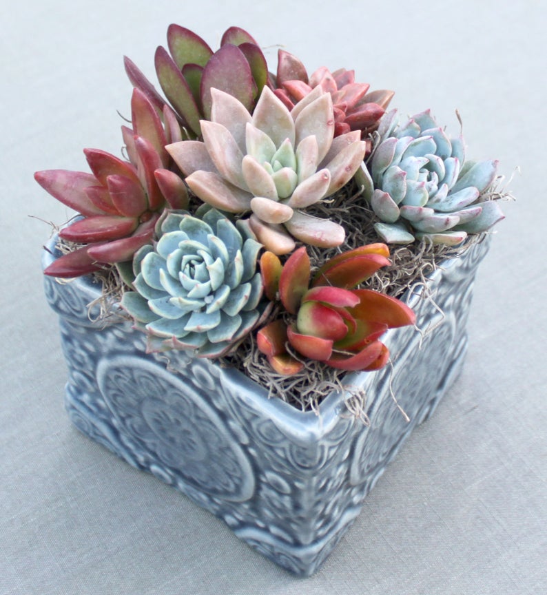 beautiful and healthy succulents