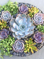 where to buy succulents