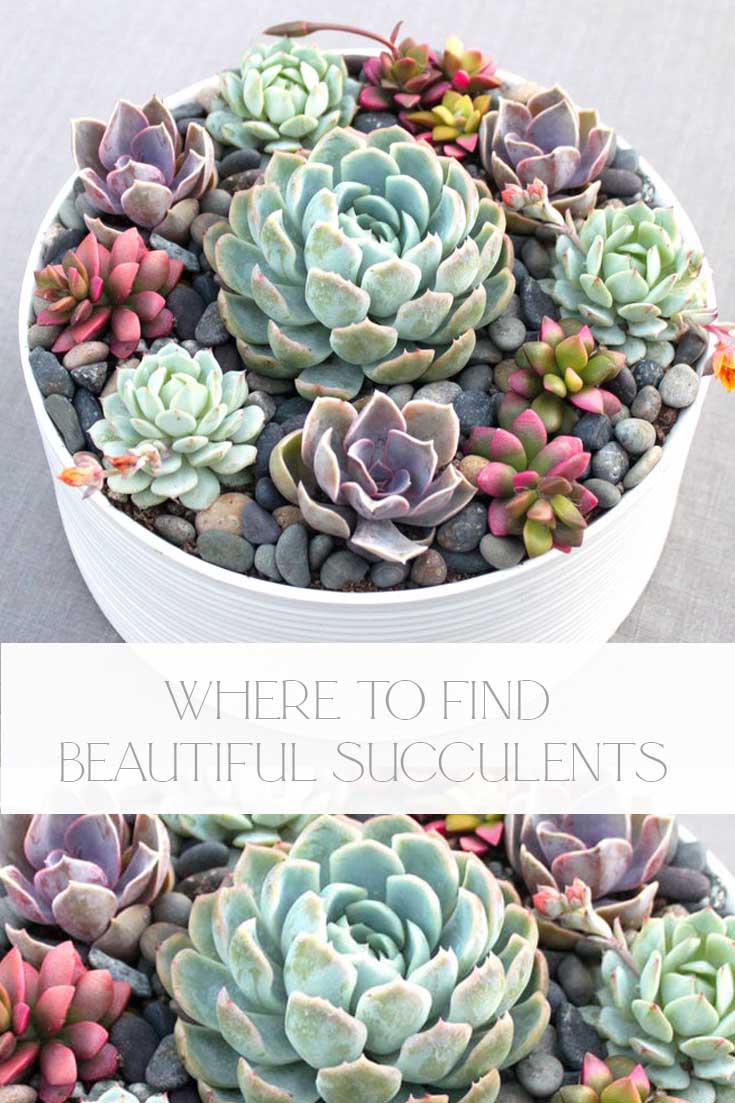 where to buy succulents online pin