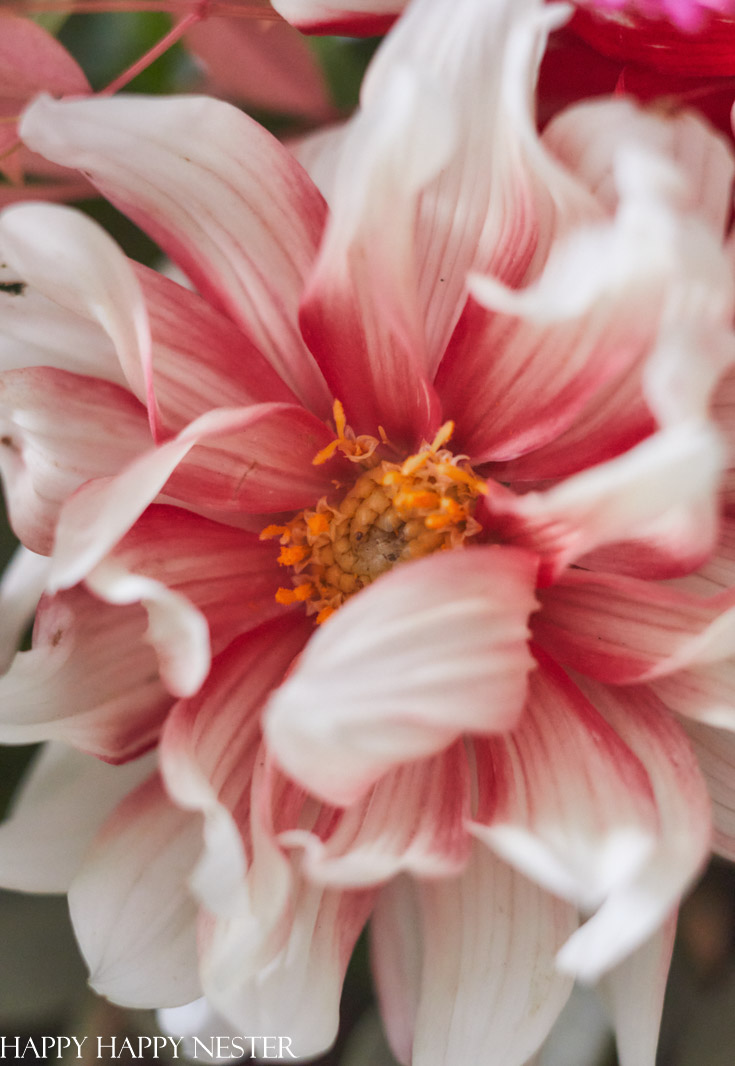 dahlias for a fall flower arrangement