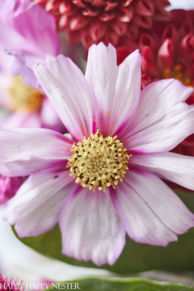 cosmos flower for fall arrangement