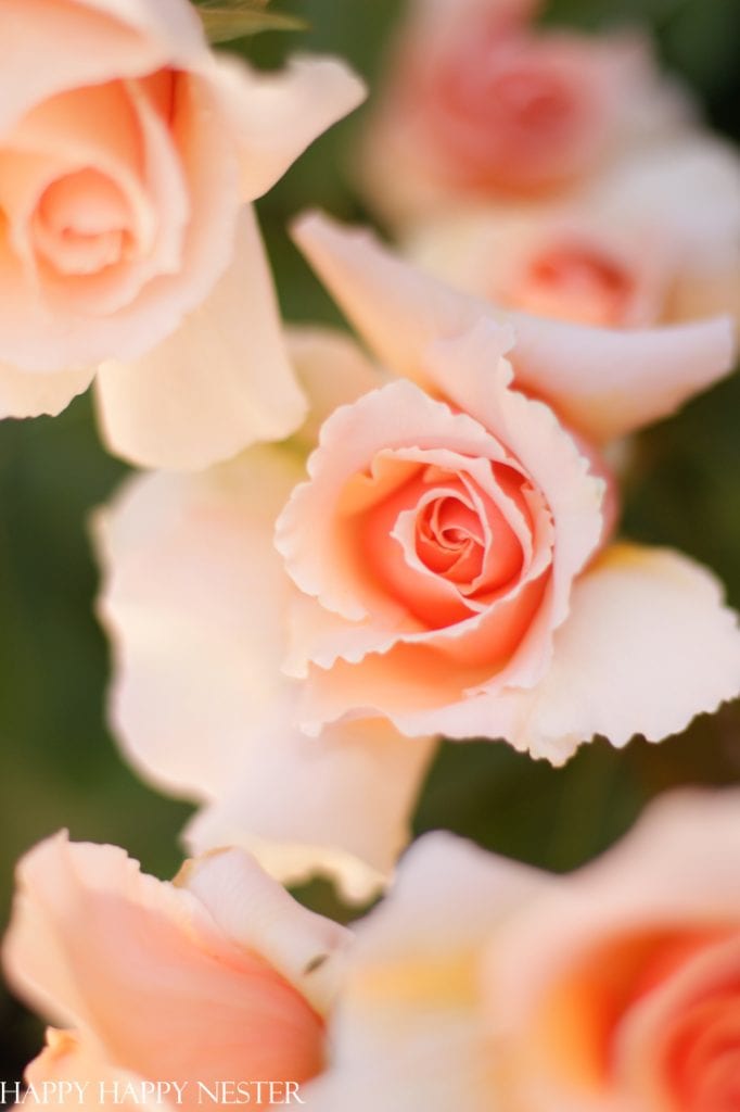 peach garden roses