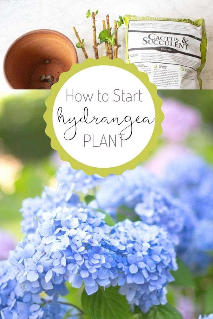 how to start a hydrangea plant pin