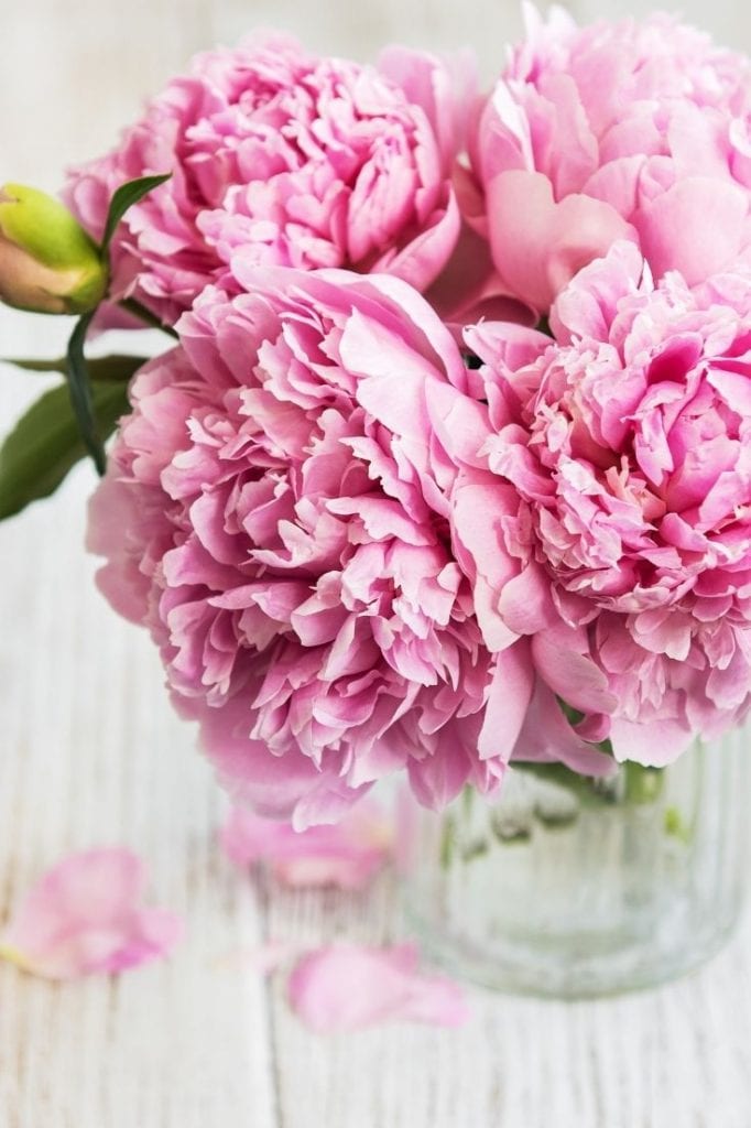 Peonies on sale in season