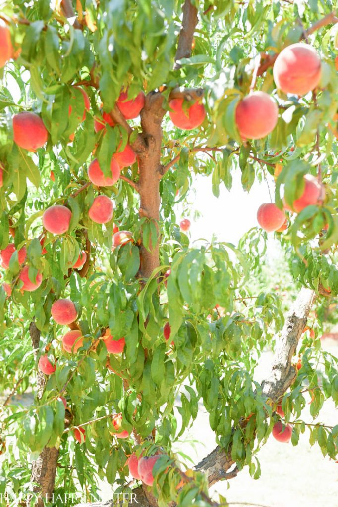 fresh farm peaches